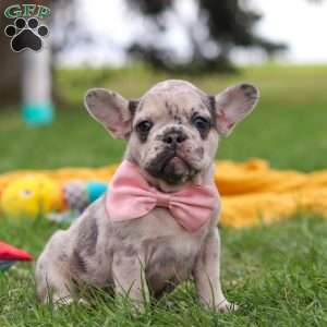 Lottie, French Bulldog Puppy